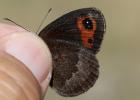 Moiré automnal (Le) Erebia neoridas (Boisduval, 1828)