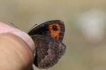 Moiré automnal (Le) Erebia neoridas (Boisduval, 1828)