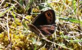 Moiré automnal (Le) Erebia neoridas (Boisduval, 1828)