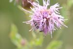  Scythris scopolella (Linnaeus, 1767)
