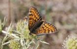 Mélitée de la Lancéole (La), Mélitée des Scabieuse Melitaea parthenoides Keferstein, 1851