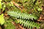  Blechnum spicant (L.) Roth, 1794