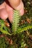  Blechnum spicant (L.) Roth, 1794