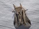 Porcelaine (La) Pheosia tremula (Clerck, 1759)