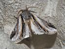 Porcelaine (La) Pheosia tremula (Clerck, 1759)