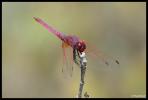 Trithémis annelé (Le) Trithemis annulata (Palisot de Beauvois, 1807)