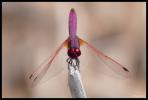 Trithémis annelé (Le) Trithemis annulata (Palisot de Beauvois, 1807)