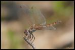 Trithémis annelé (Le) Trithemis annulata (Palisot de Beauvois, 1807)