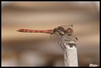 Sympétrum fascié (Le) Sympetrum striolatum (Charpentier, 1840)
