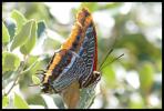 Nymphale de l'Arbousier (La), Jason (Le), Pacha à  Charaxes jasius (Linnaeus, 1767)