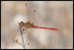 Sympétrum méridional (Le) Sympetrum meridionale (Selys, 1841)