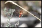 Sympétrum méridional (Le) Sympetrum meridionale (Selys, 1841)