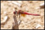 Sympétrum de Fonscolombe (Le) Sympetrum fonscolombii (Selys, 1840)