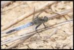 Orthétrum réticulé (L') Orthetrum cancellatum (Linnaeus, 1758)