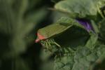 Punaise verte ponctuée Nezara viridula (Linnaeus, 1758)