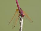 Trithémis annelé (Le) Trithemis annulata (Palisot de Beauvois, 1807)