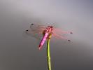 Trithémis annelé (Le) Trithemis annulata (Palisot de Beauvois, 1807)