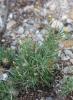 Phagnalon des rochers Phagnalon saxatile (L.) Cass., 1819