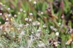 Phagnalon des rochers Phagnalon saxatile (L.) Cass., 1819