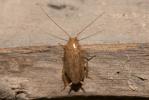  Ectobius pallidus (Olivier, 1789)