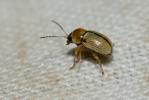  Cryptocephalus fulvus (Goeze, 1777)