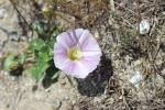 Liseron des dunes Convolvulus soldanella L., 1753