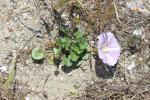 Liseron des dunes Convolvulus soldanella L., 1753