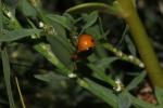 Gastrophyse de la Renouée Gastrophysa polygoni (Linnaeus, 1758)