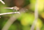 Sympétrum fascié (Le) Sympetrum striolatum (Charpentier, 1840)