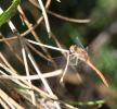 Sympétrum fascié (Le) Sympetrum striolatum (Charpentier, 1840)