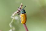  Labidostomis taxicornis (Fabricius, 1792)