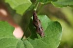 Gamma (Le), Robert-le-diable (Le), C-blanc (Le), D Polygonia c-album (Linnaeus, 1758)