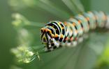 Machaon (Le), Grand Porte-Queue (Le) Papilio machaon Linnaeus, 1758