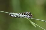 Machaon (Le), Grand Porte-Queue (Le) Papilio machaon Linnaeus, 1758