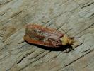  Depressaria depressana (Fabricius, 1775)