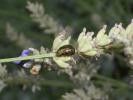 Chrysomèle du Romarin Chrysolina americana (Linnaeus, 1758)