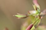 Lindernie fausse-gratiole, Fausse Gratiole Lindernia dubia (L.) Pennell, 1935