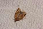  Clepsis consimilana (Hübner, 1817)
