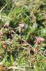 Vergerette des Alpes Erigeron alpinus L., 1753