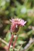 Vergerette des Alpes Erigeron alpinus L., 1753