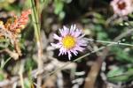 Vergerette des Alpes Erigeron alpinus L., 1753