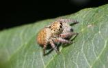  Carrhotus xanthogramma (Latreille, 1819)