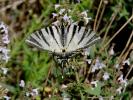 Flambé (Le) Iphiclides podalirius (Linnaeus, 1758)
