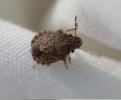  Sciocoris sideritidis Wollaston, 1858