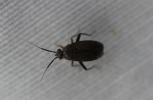  Heterocordylus tibialis (Hahn, 1833)