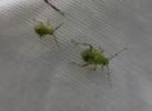  Liocoris tripustulatus (Fabricius, 1781)