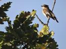 Gobemouche noir Ficedula hypoleuca (Pallas, 1764)