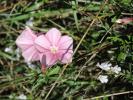 Liseron des monts Cantabriques, Herbe de Biscaye Convolvulus cantabrica L., 1753
