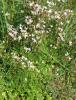 Saxifrage étoilée Micranthes stellaris (L.) Galasso, Banfi & Soldano, 2005
