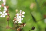 Saxifrage étoilée Micranthes stellaris (L.) Galasso, Banfi & Soldano, 2005